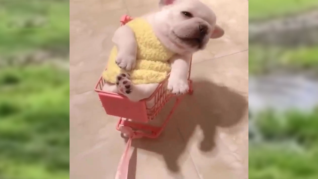Video Baby Dogs Cute and Funny Dog Videos Compilation ❤️ Động vật vui nhộn ❤️ Thú cưng đáng yêu