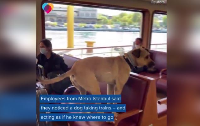 This Dog Travels Around His City Alone On Public Transportation